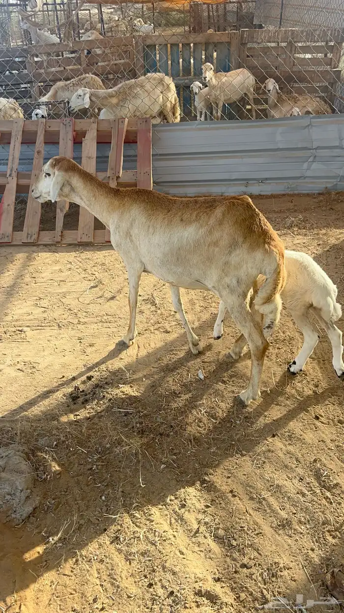 نعجه سواكنيه منتوج فاخره 10