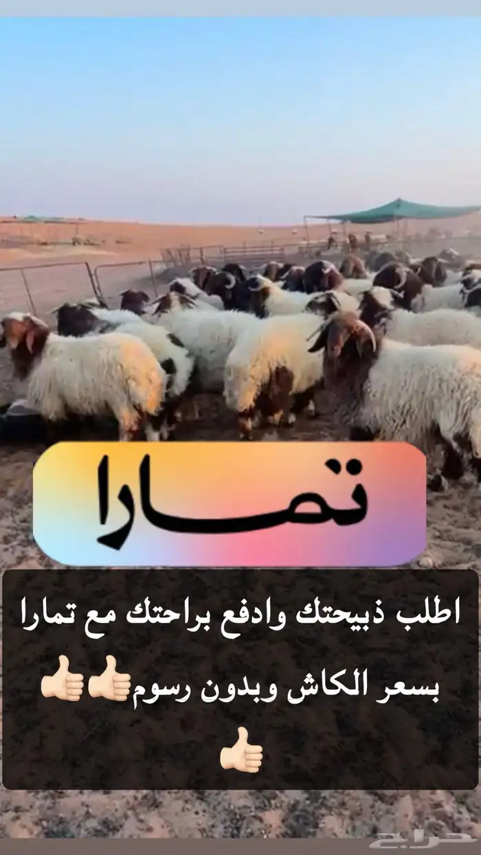 ذبايح للبيع سوق الغنم الدمام 0