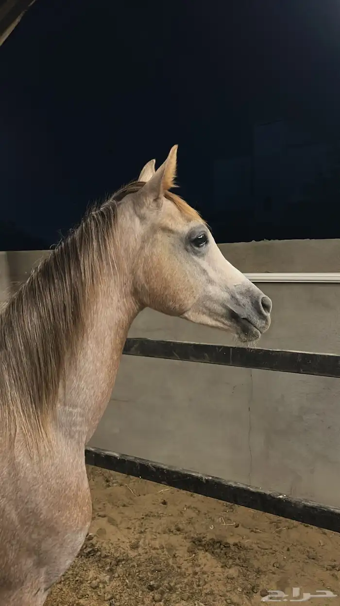 مهر عربي اصيل للبيع شعبي برفق صور ورق الام والاب في صورة 1