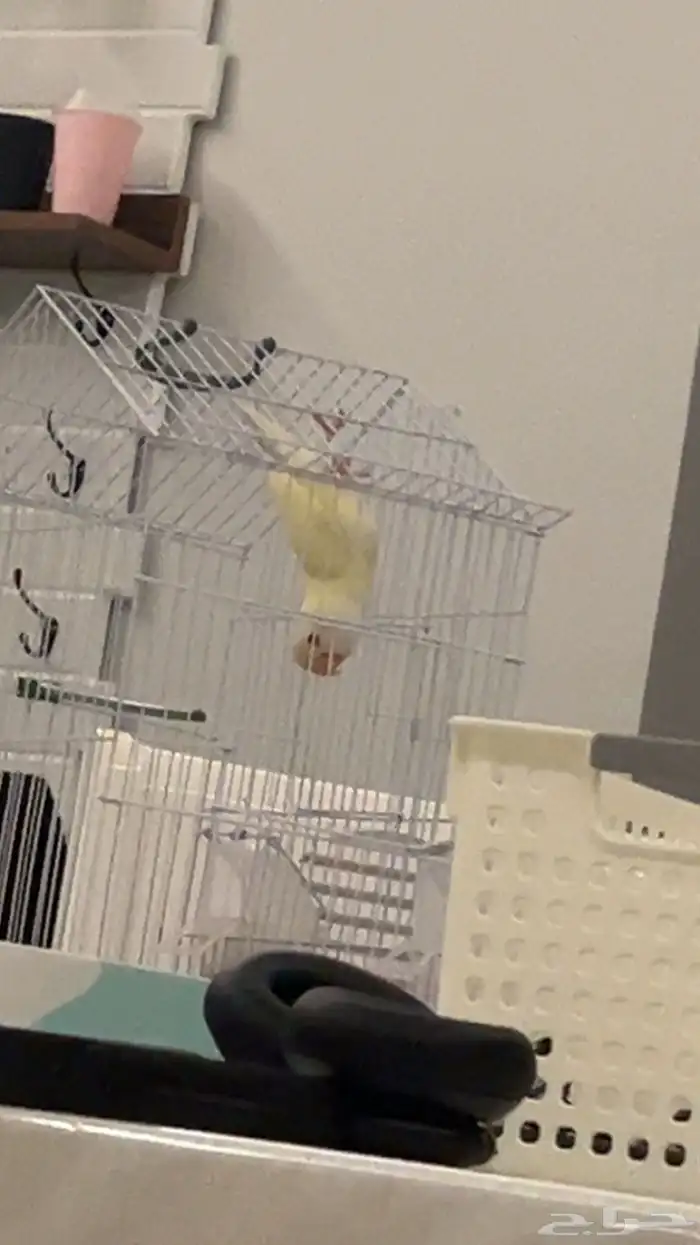 روز اليف عيونه حمراء 0