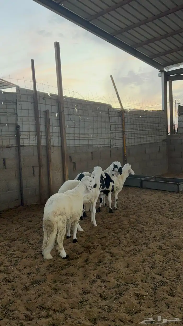 خرفان سواكن 0