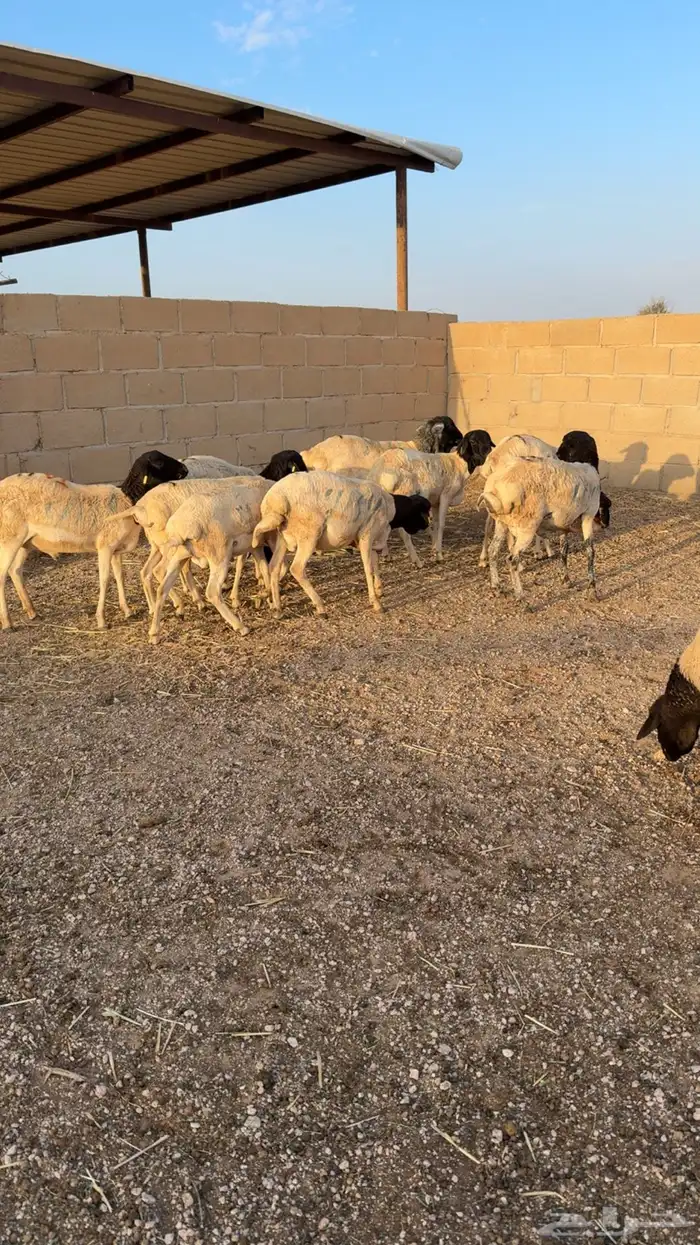 طليان برابر 0