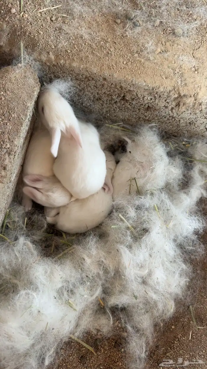 ارانب فرنسيه 5