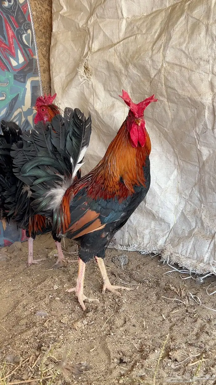 الديك انباع. وبيع الدجاج معلق 0