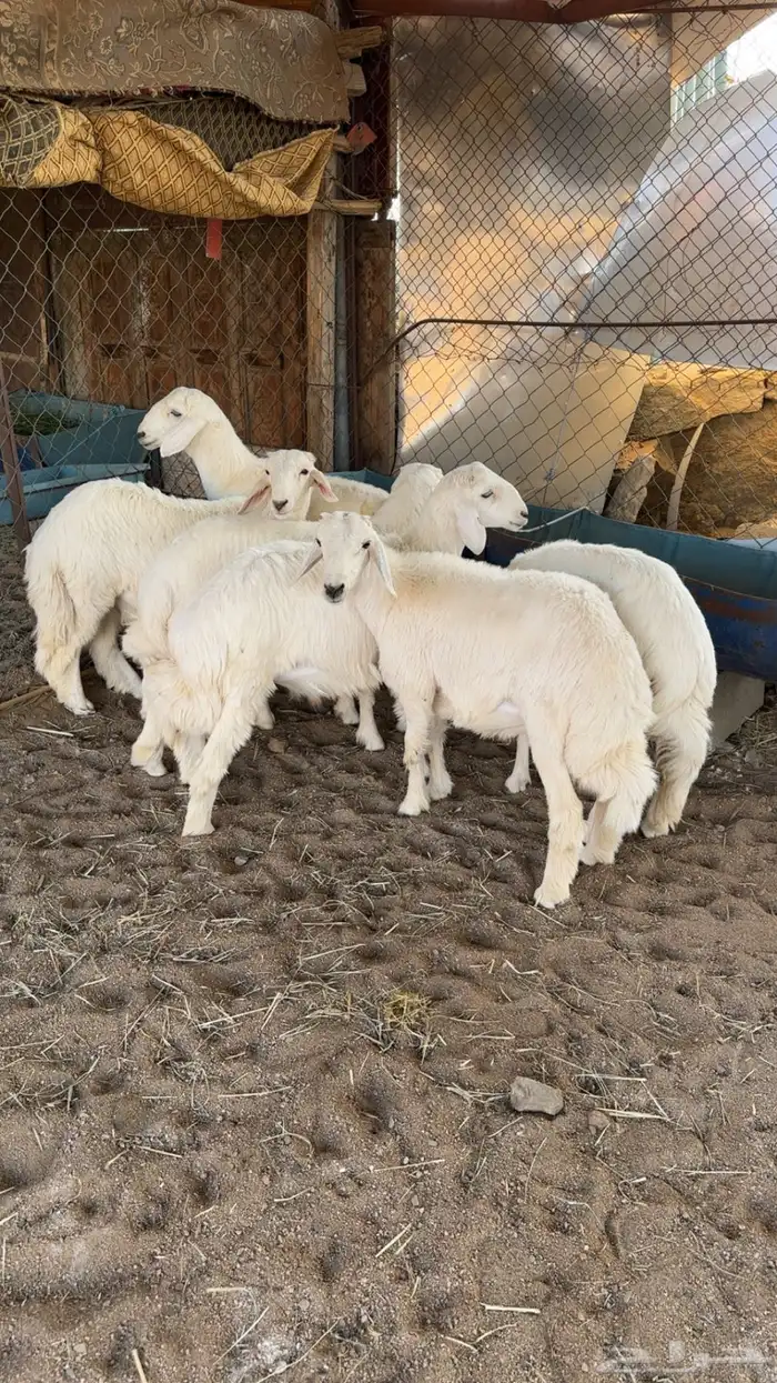 بهم كفو فل شحم وأطراف 1