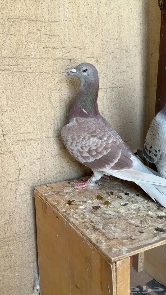 زواج حمام زاجل سباق 0