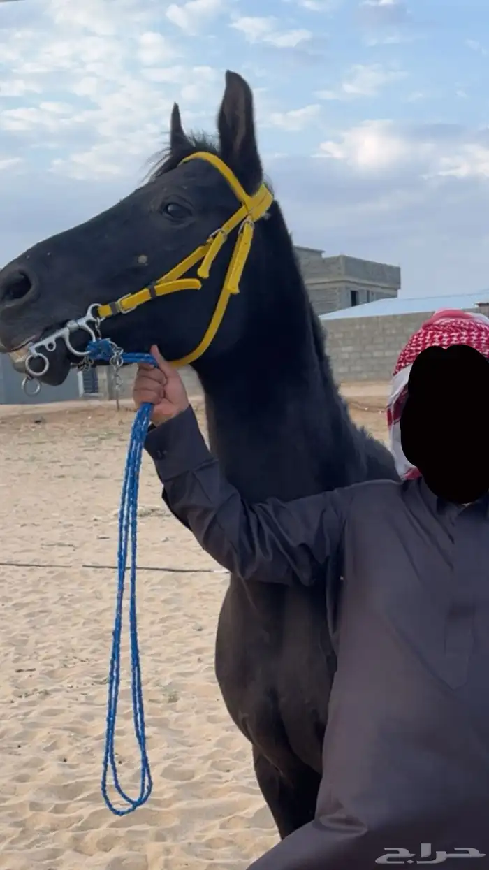 فرس  شعبية للبيع 1