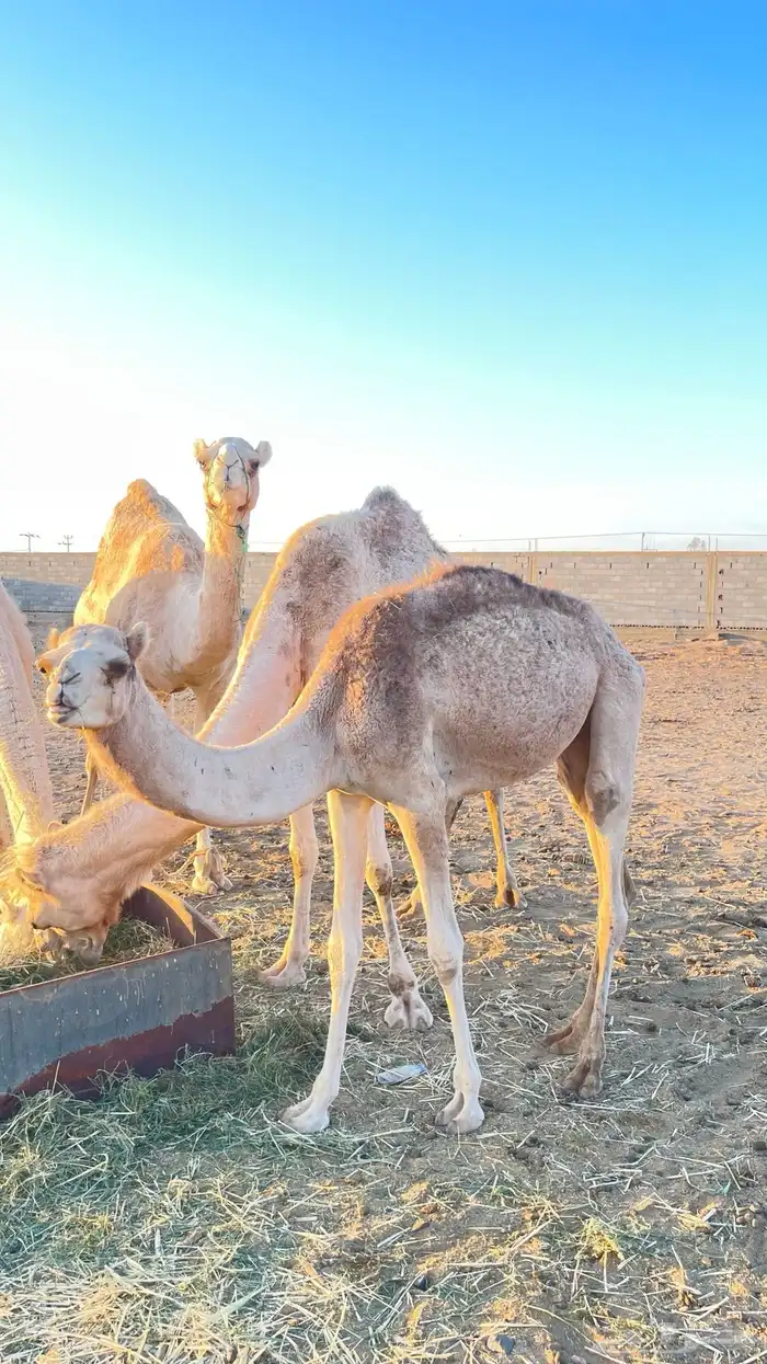 قعود للبيع 1