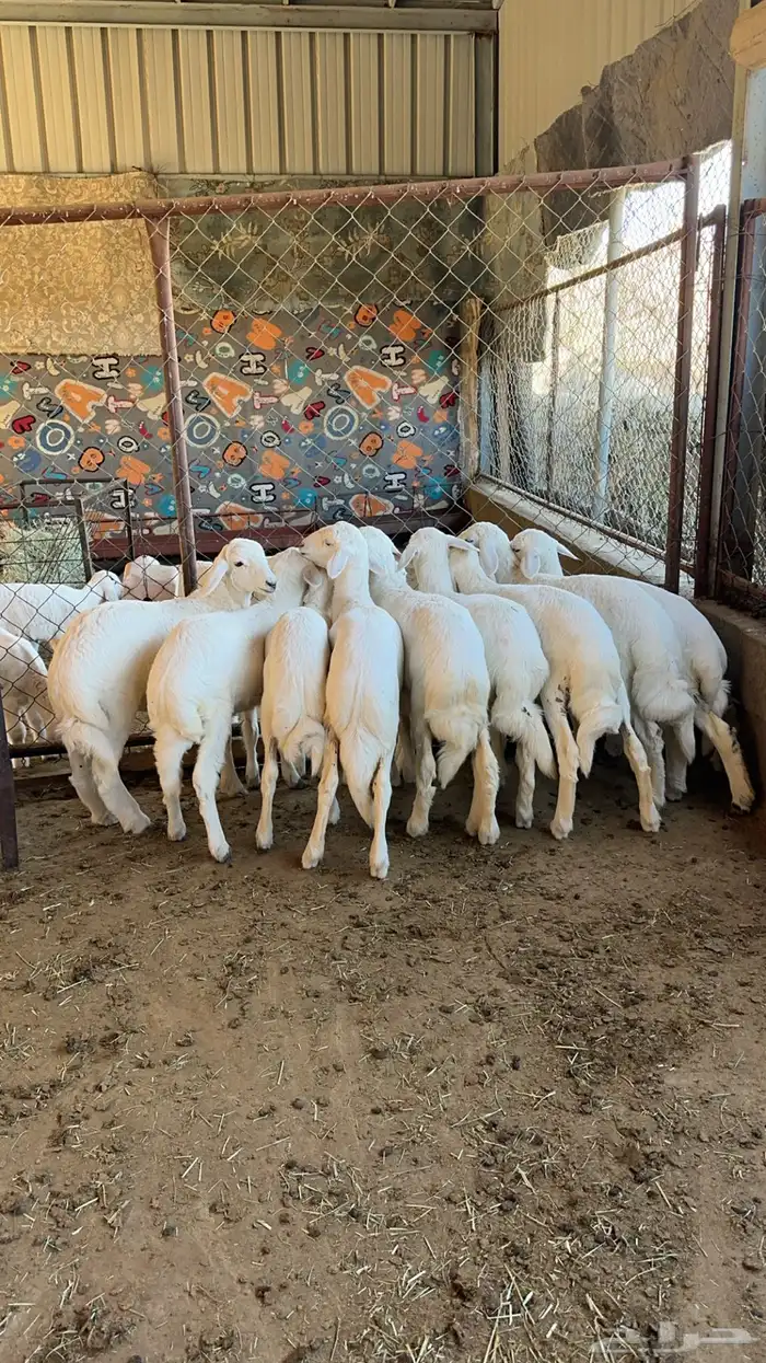 10 بهم فل شحم شعره قصيره 2