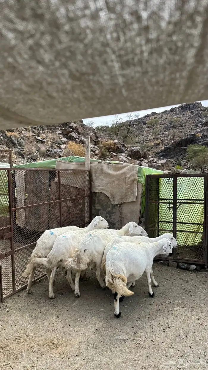 6 ضان حيل سمان 1