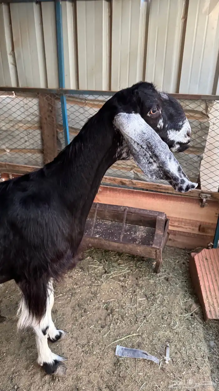 عنز سورية دافع 0