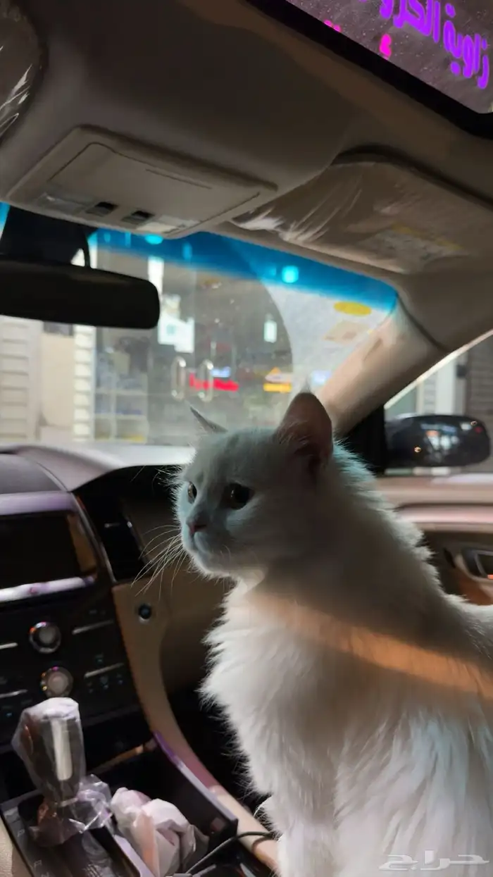 قط شيرازي تركي ذكر للبيع معا اغراضه كامله 4