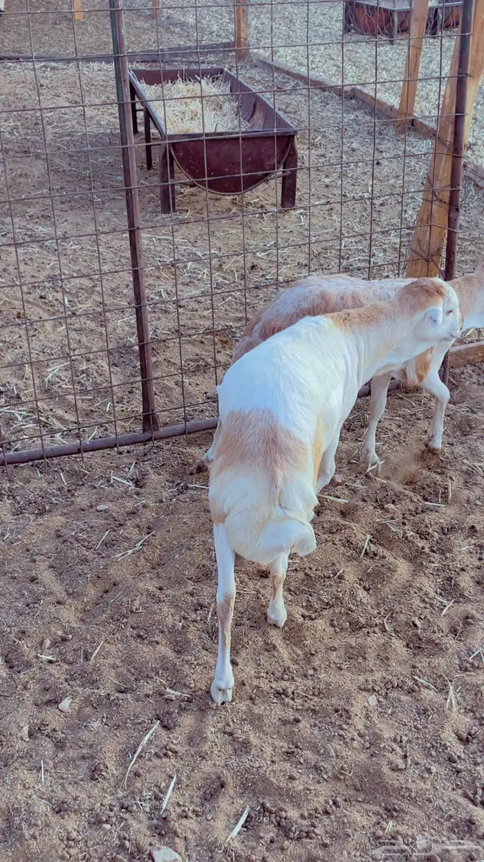 طليان سواكن - نعيم - رفيد - برابر 8