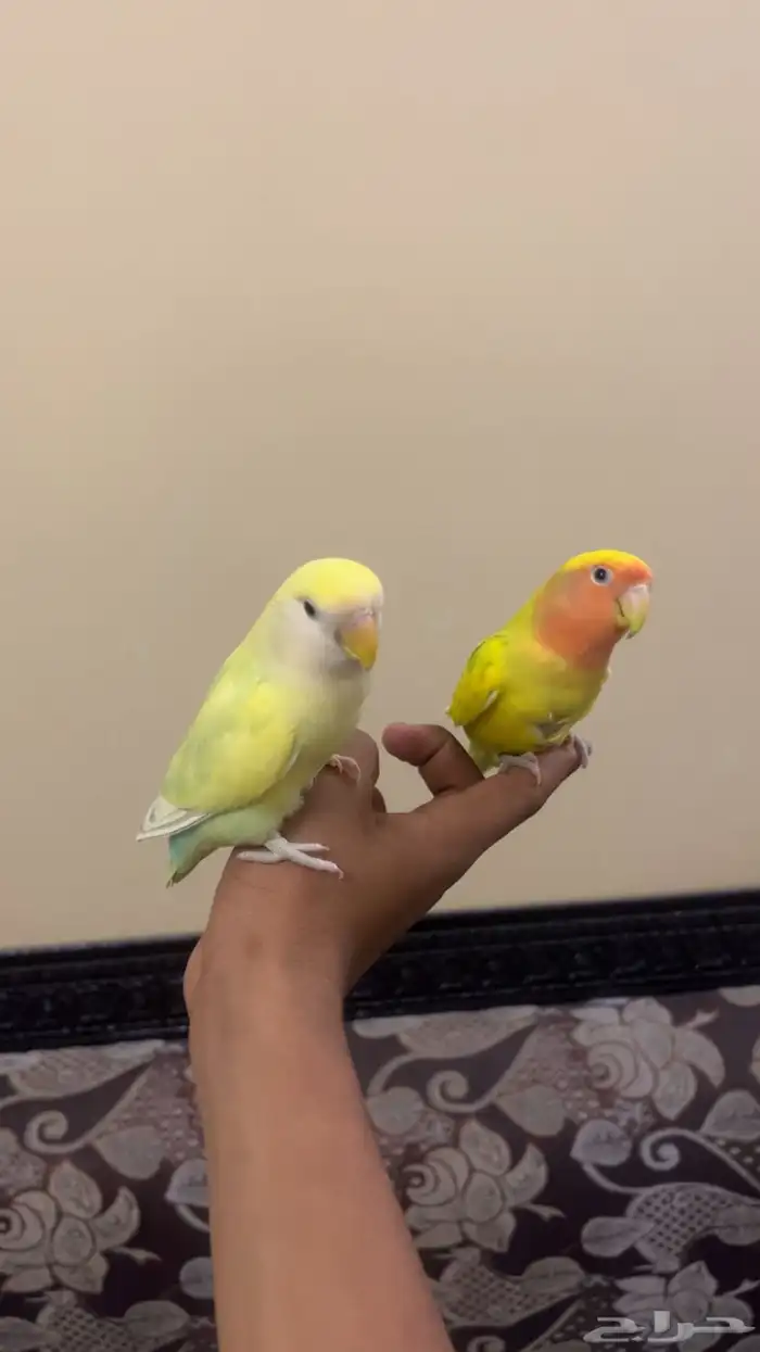 بسم الله الرحمن الرحيم 1