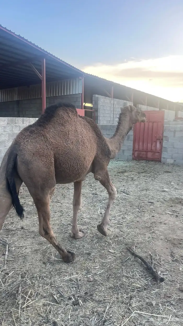 بكره كفو مشروطه 1