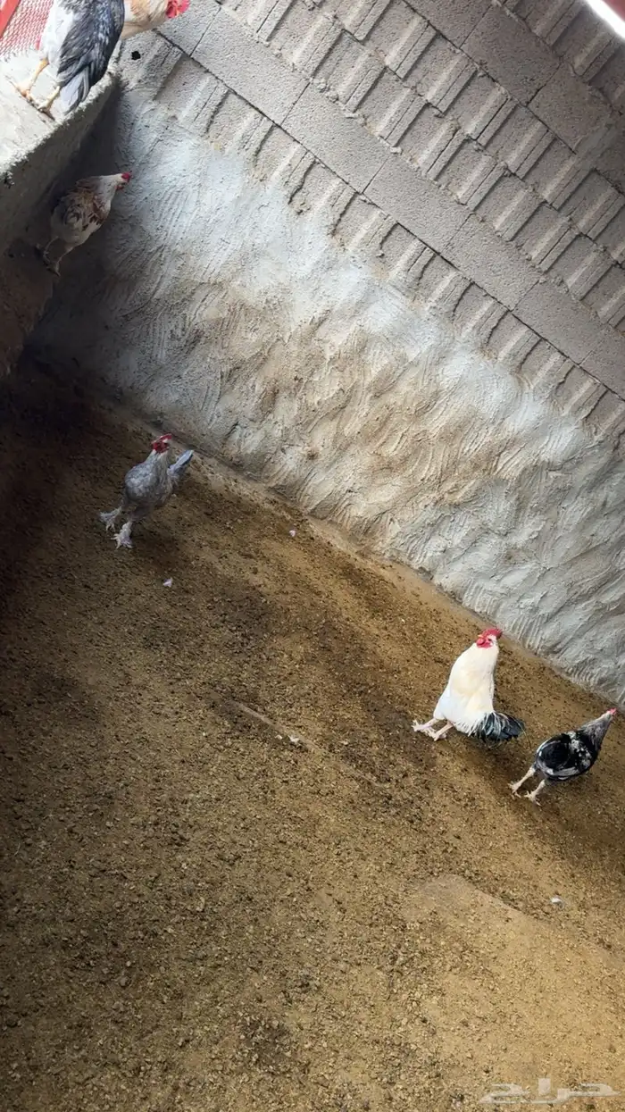 ديوك بلدي عدد 6 1