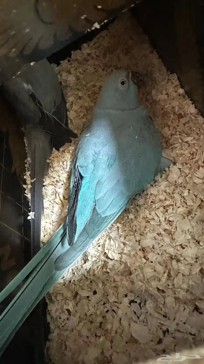 جوز درة الانثى زرقاء والذكر رصاصي 0