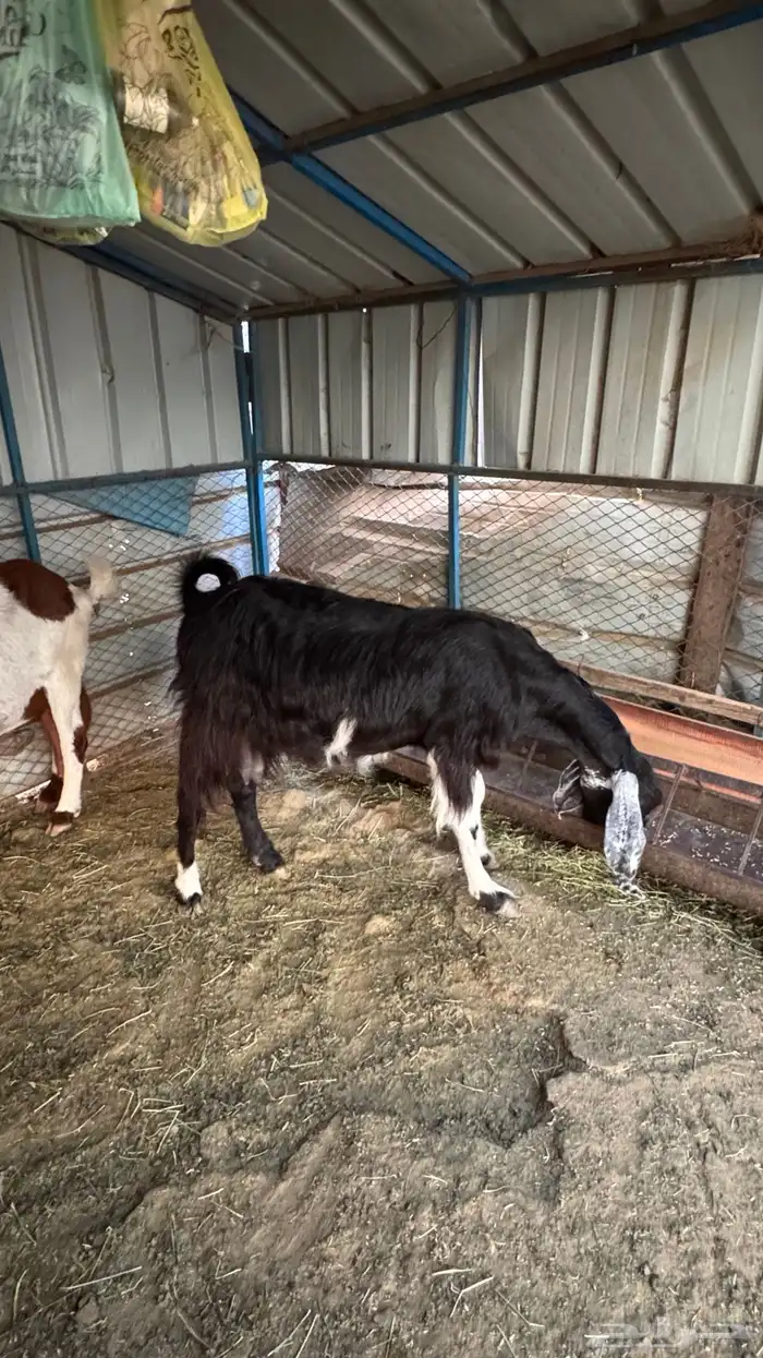 عنز سورية دافع 2