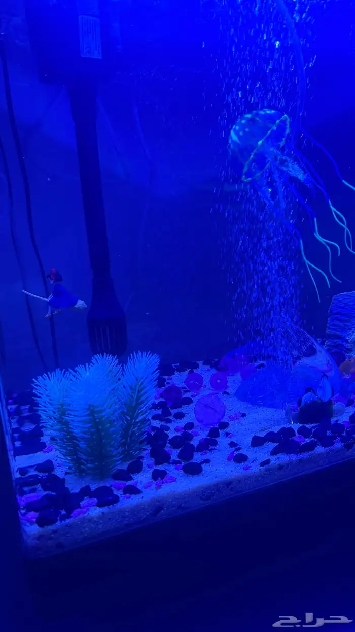 حوض سمك 3