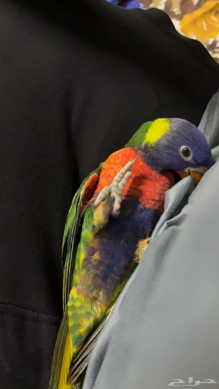 لوري ريمبوو 4