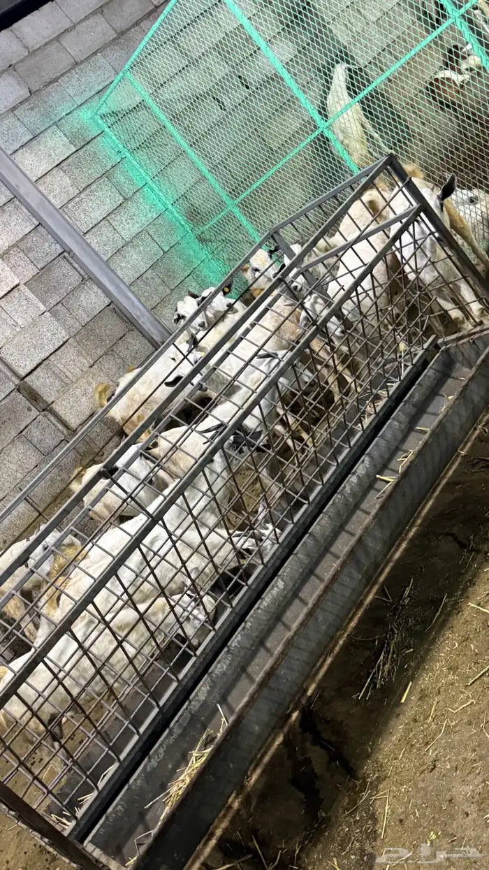 اعرض لكم تيس فحل مشروط ضراب 3