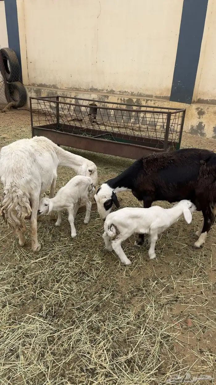 غنم متابيع 0