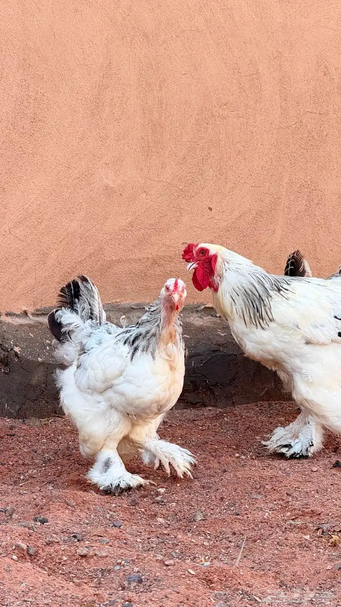 دجاج براهما كولنبي 0