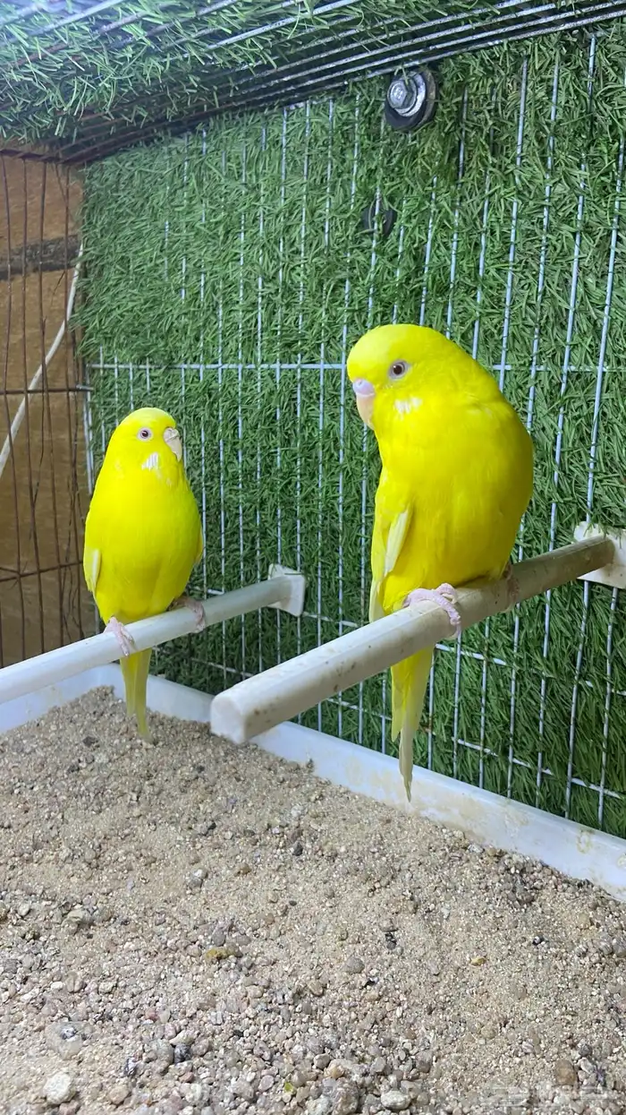 طيور حب ( بادجي) اجواز 1