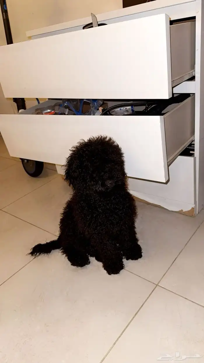 كلب بودل صغير للبيع 2