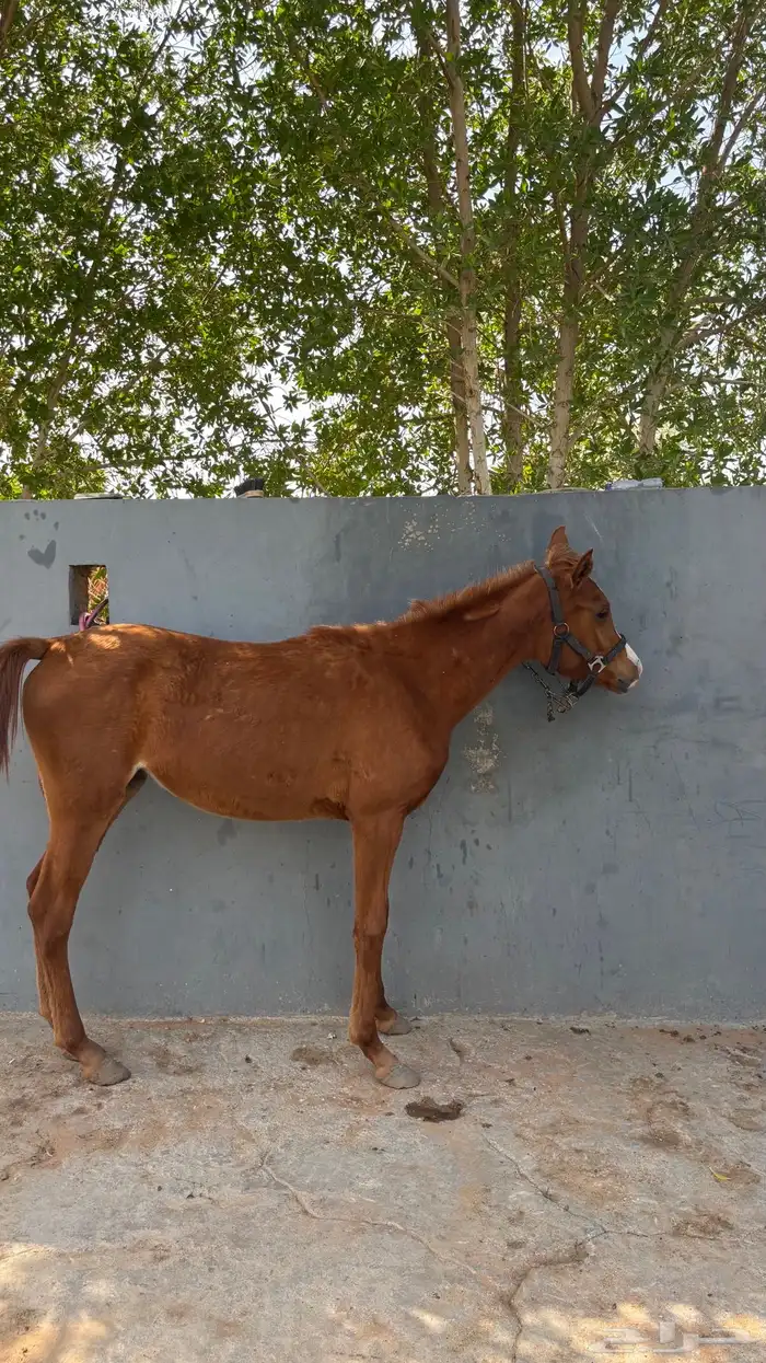 مهره شعبية 7