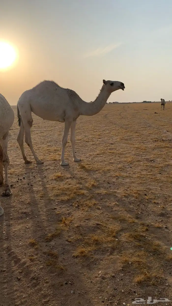 حفرالباطن القيصومه 1