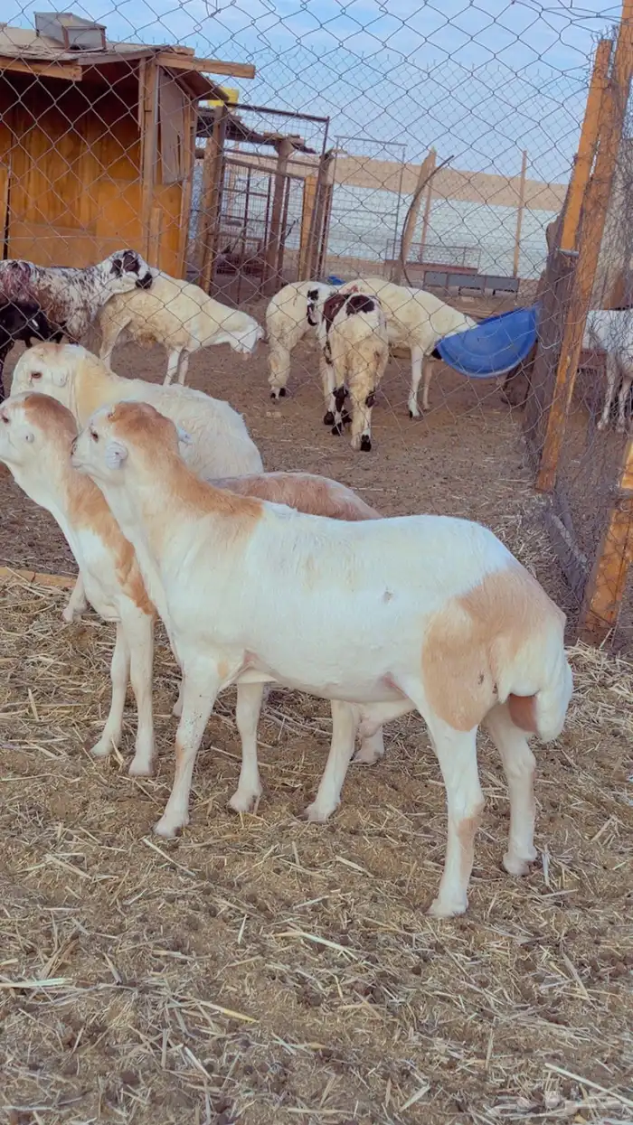 طليان سواكن - نعيم - رفيد - برابر 5