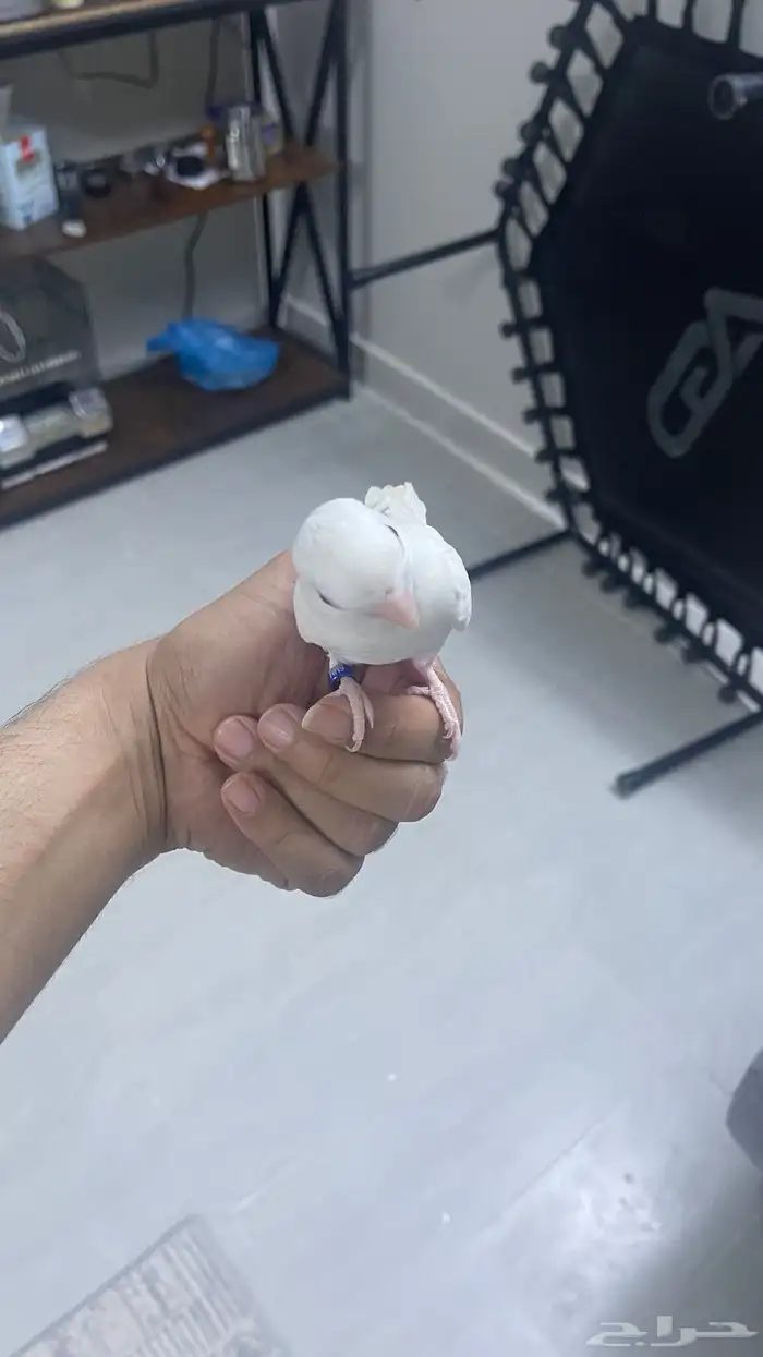 روز البينو 2