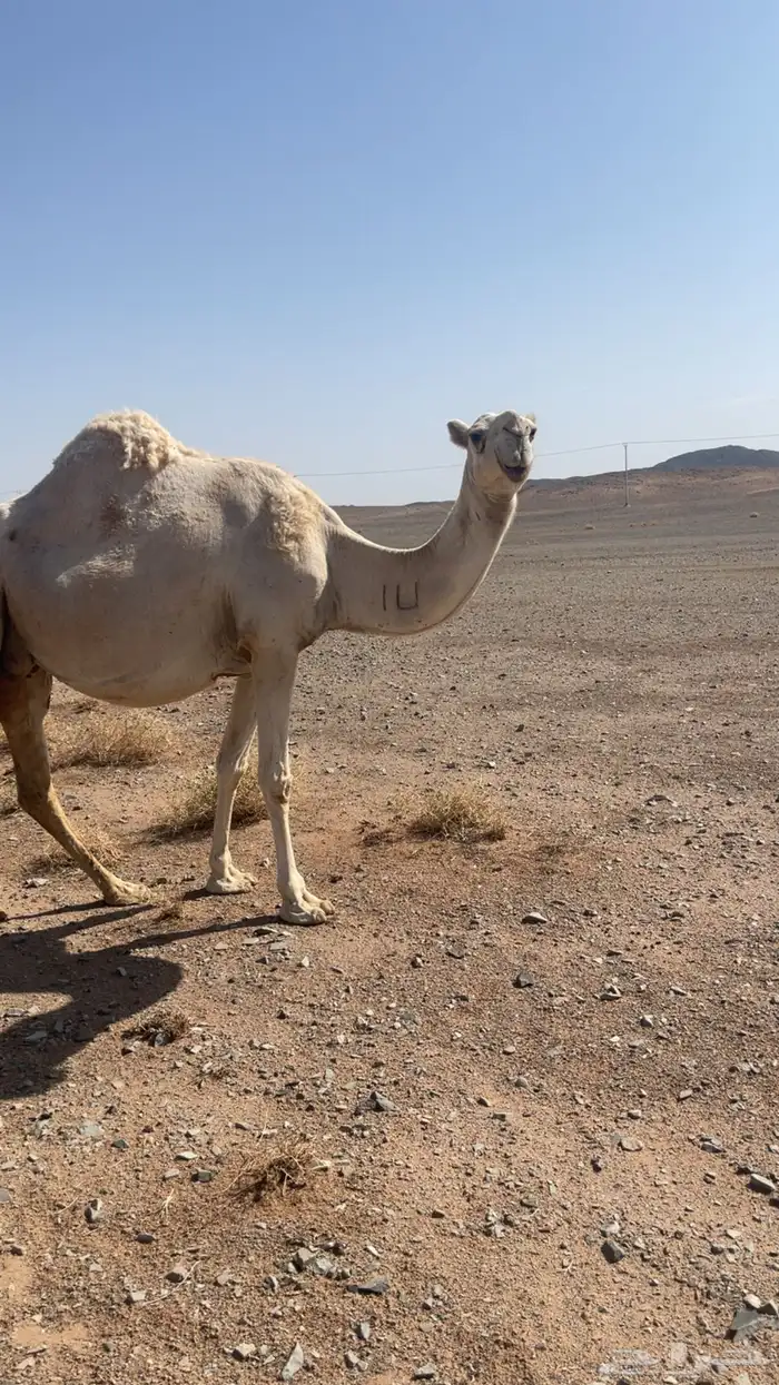 ناقه لقحه كفو 1