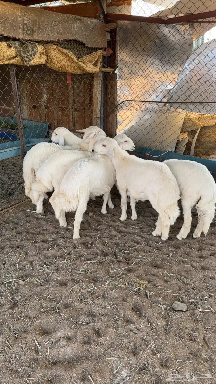 بهم كفو فل شحم وأطراف 0