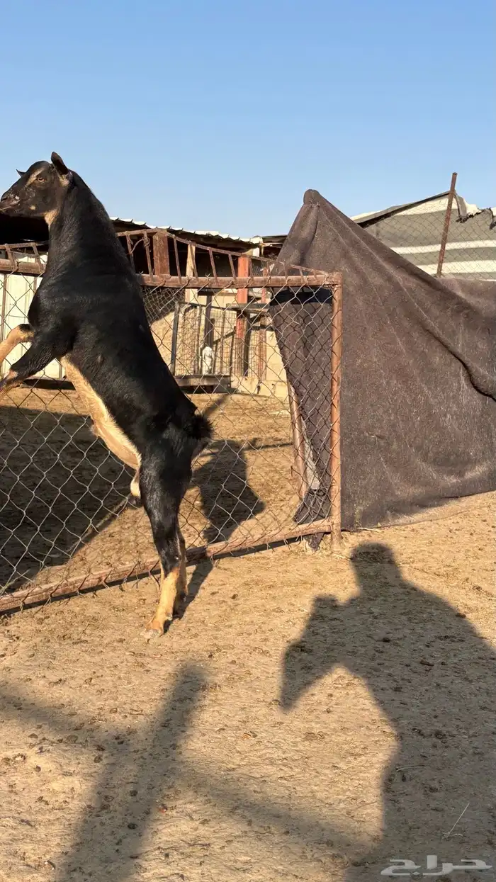 تيس احو احص عمره تقريبا 7شهور الحد 1500 0