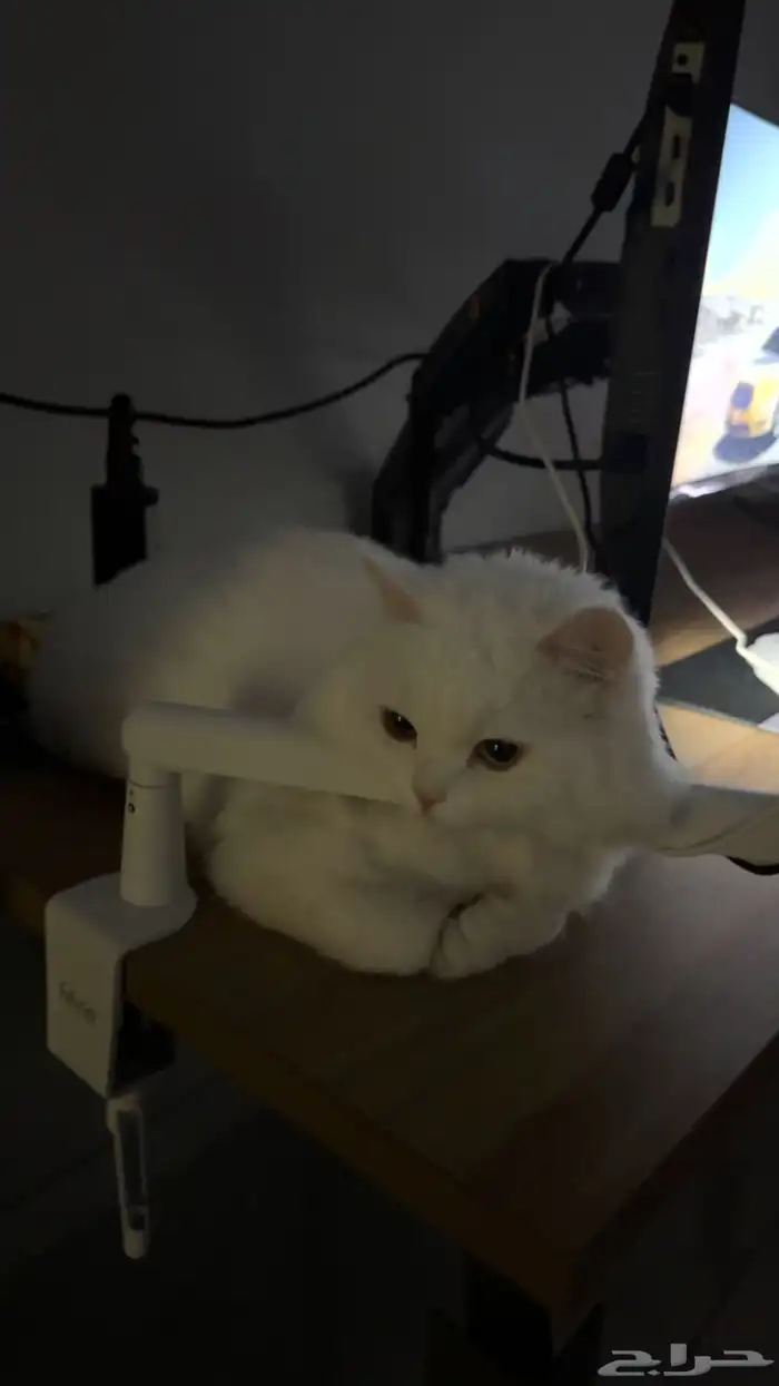 قط شيرازي تركي ذكر للبيع معا اغراضه كامله 0