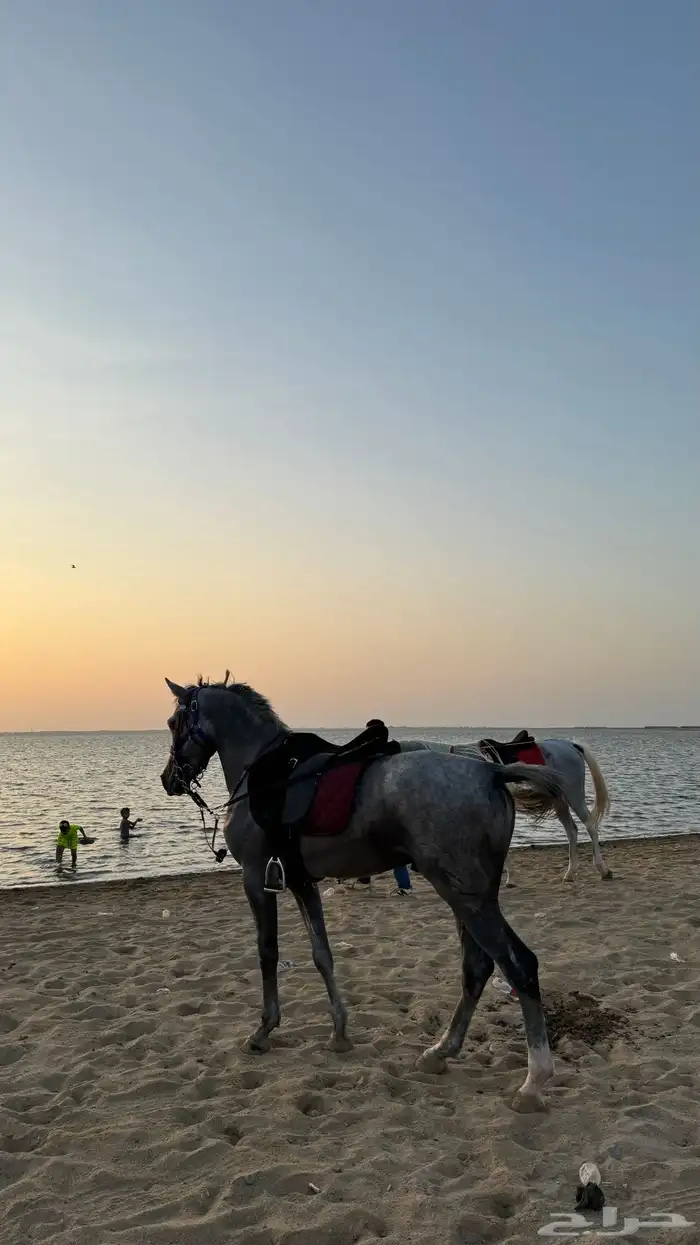 حصان شعبي معسوف 2