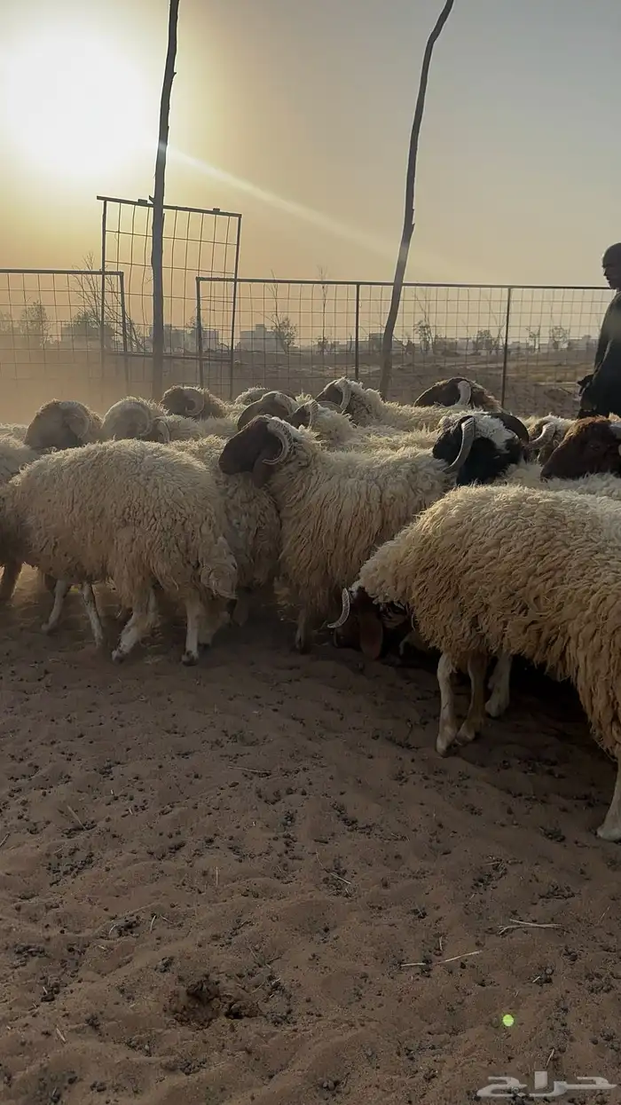 نعيم فواخر وطيب 0