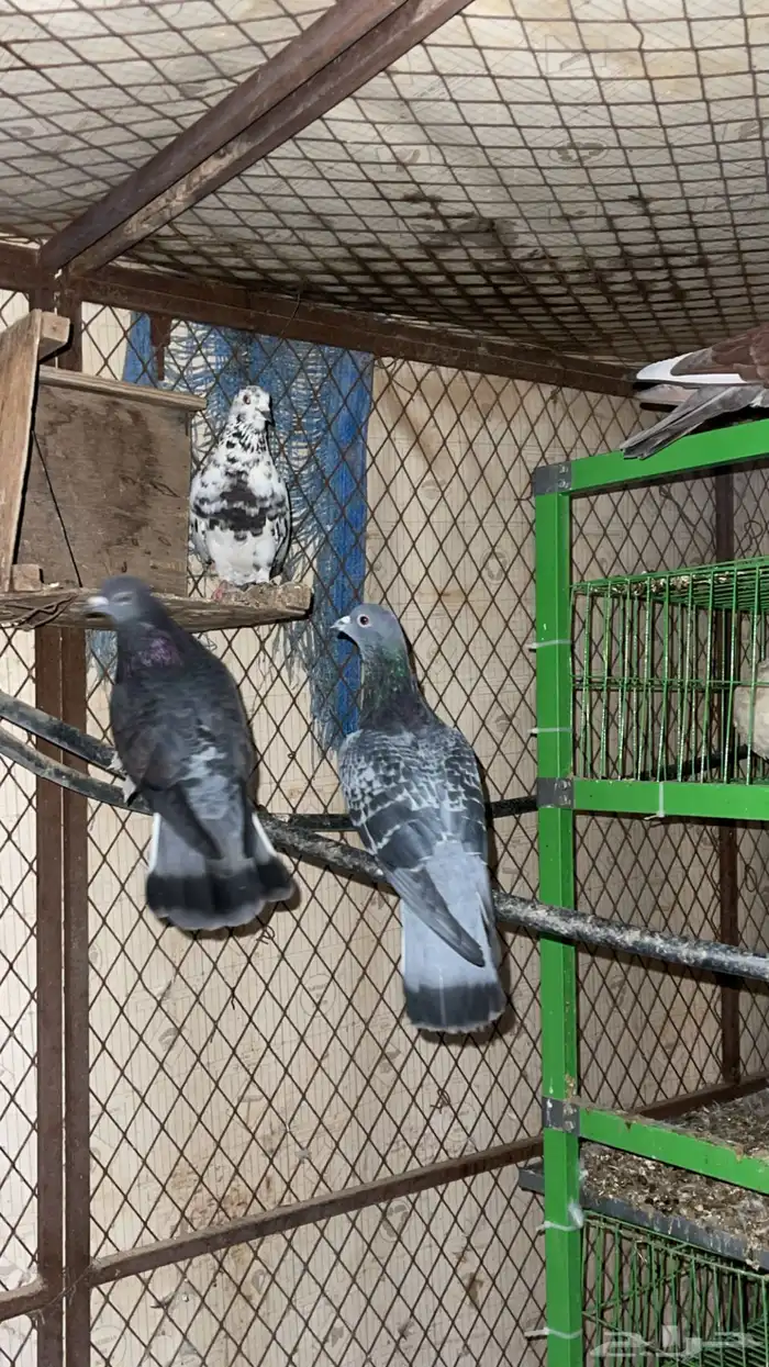 حمام مشكل و في غيره ازواج و فرايد 8