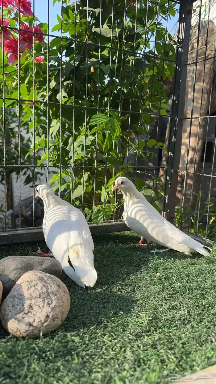 حمام صنعاني شيبه اصلي بحت 1