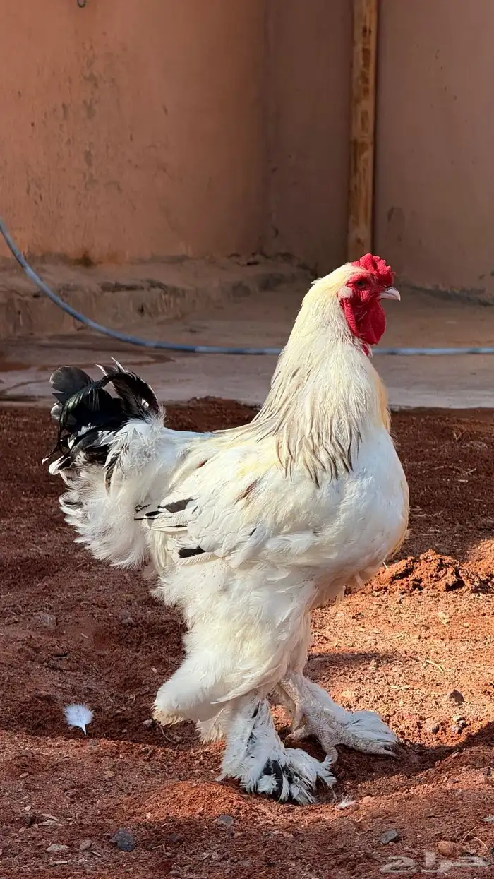 دجاج براهما كولنبي 5