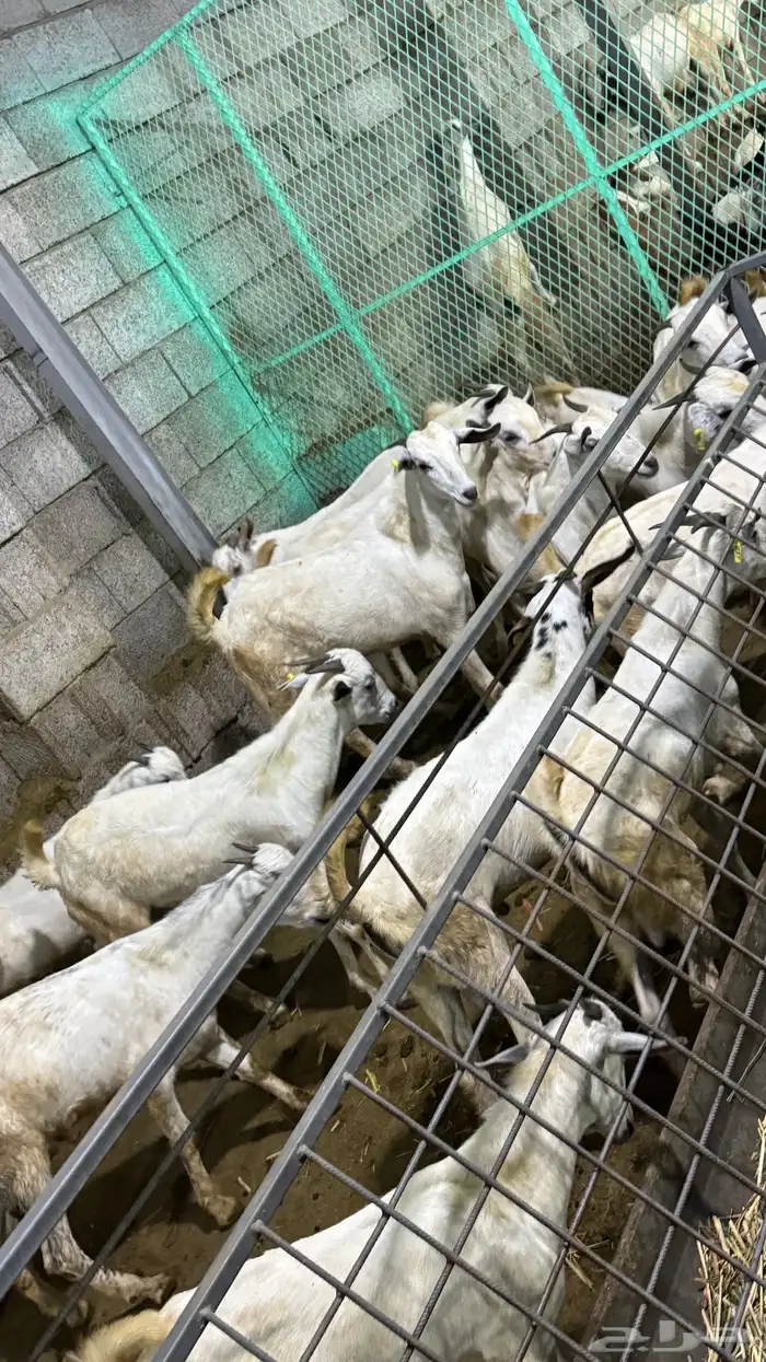 اعرض لكم تيس فحل مشروط ضراب 4