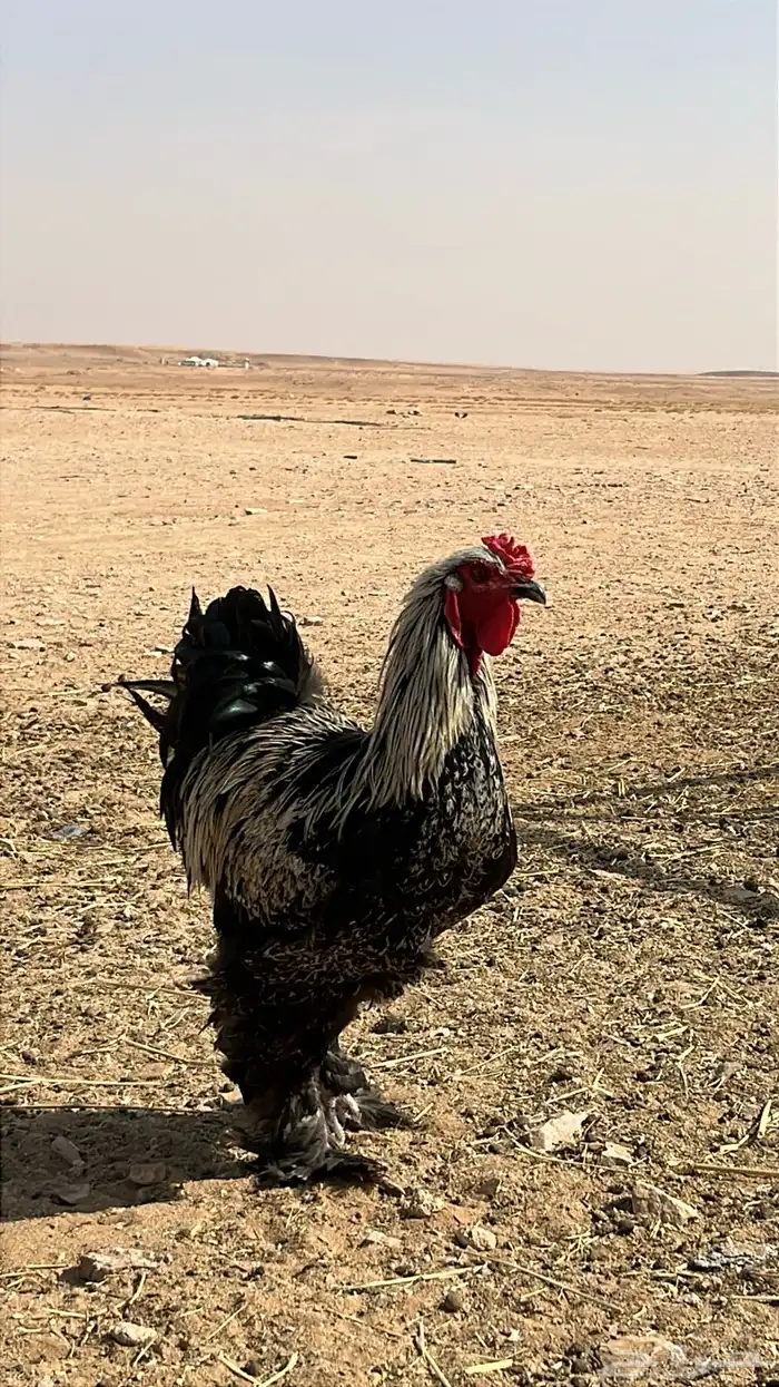 للبيع ديوك و دجاج بياض برامه كولومبي فاخر 1