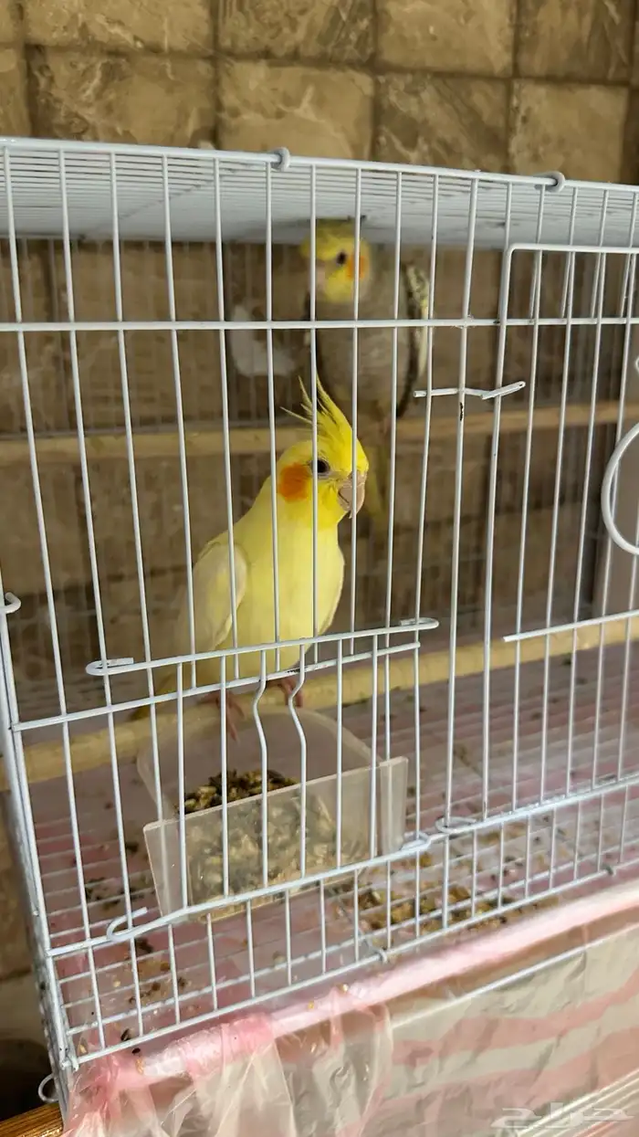 ببغاء كروان 2