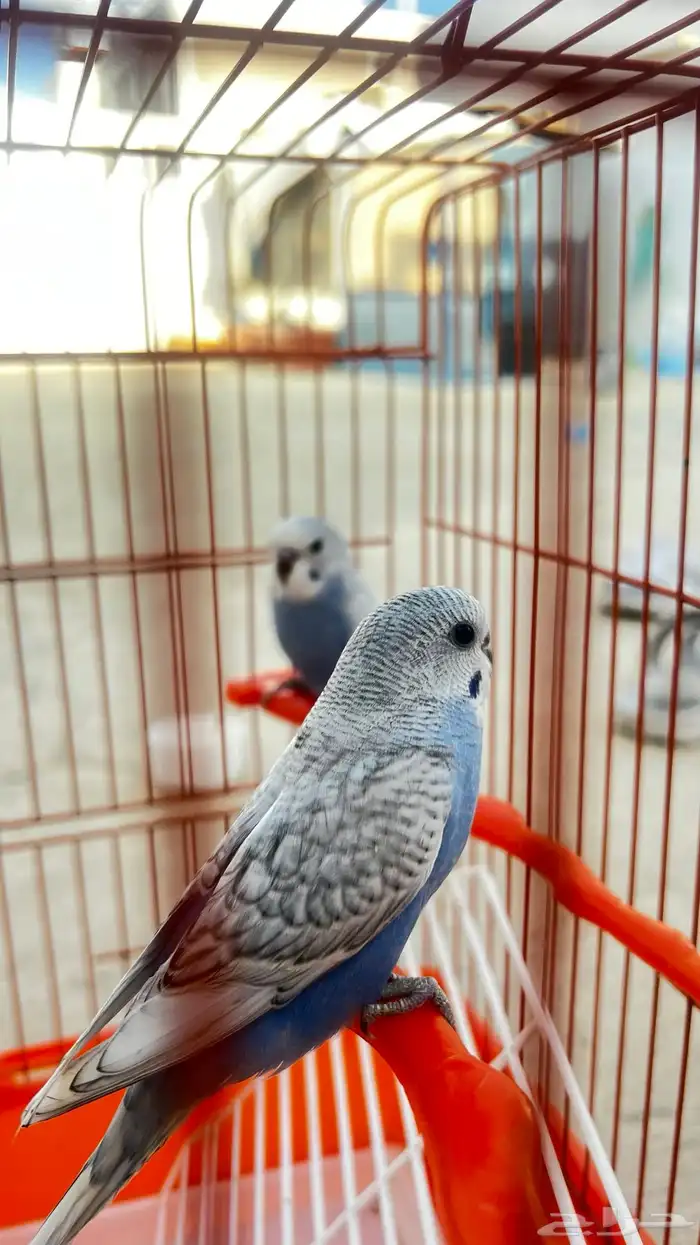 فروخ بادجي للبيع عمر شهرين 3