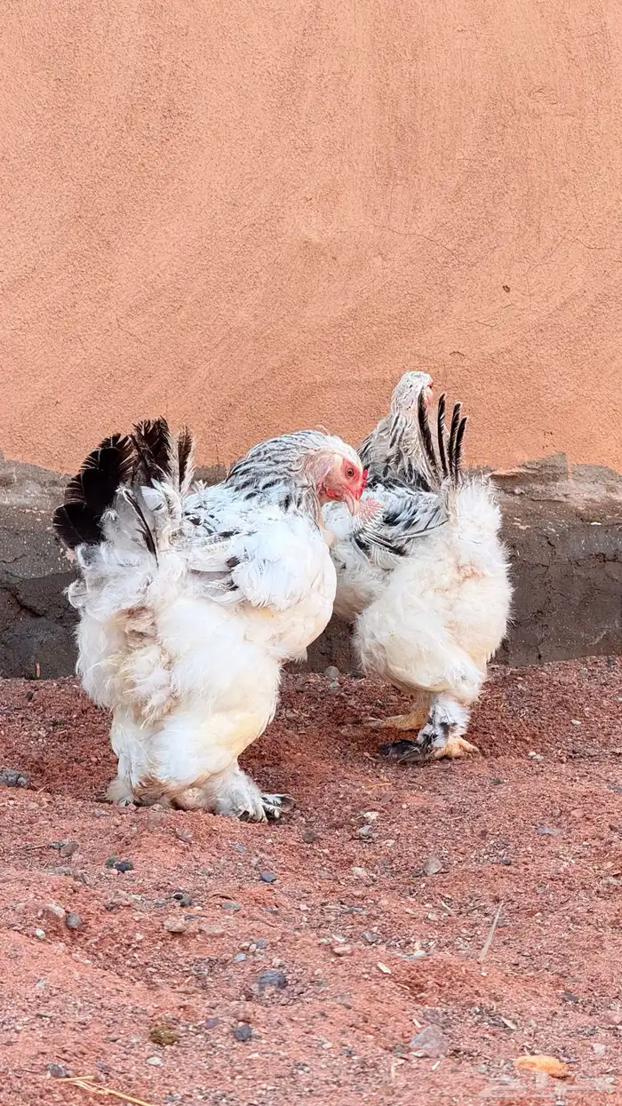 دجاج براهما كولنبي 2