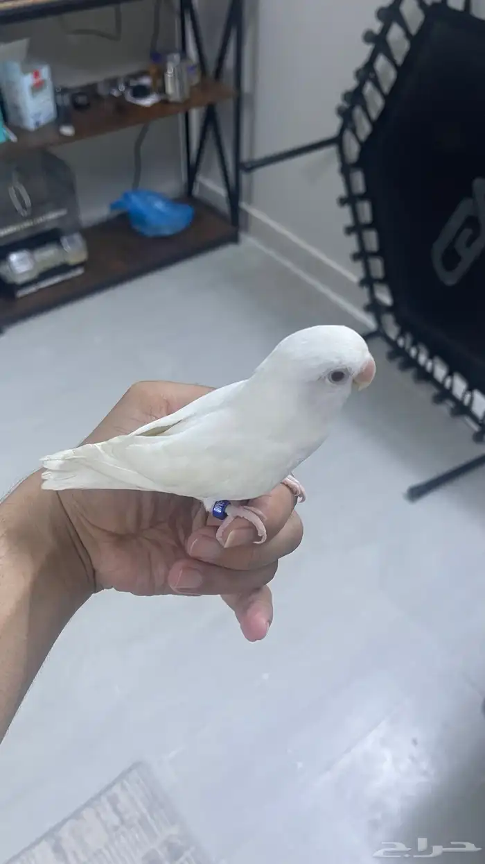 روز البينو 1