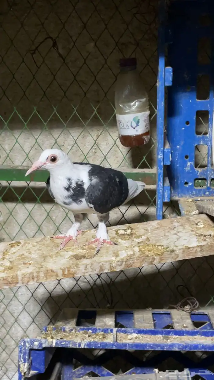 جوز حمام حساوي تحتهم فرخ وفردتين واحده انثى واحد مدري ذكر وا 2