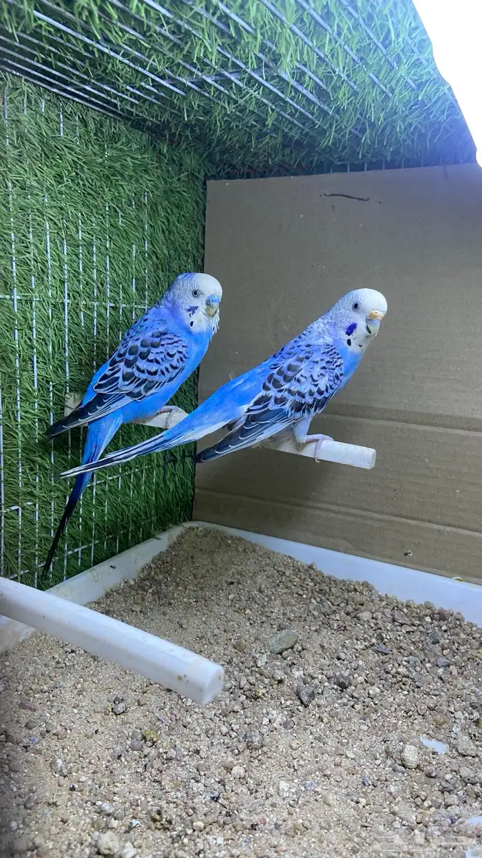 طيور حب ( بادجي) اجواز 4